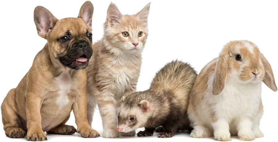 Un chiot bouledogue, un chaton, un furet et un lapereau